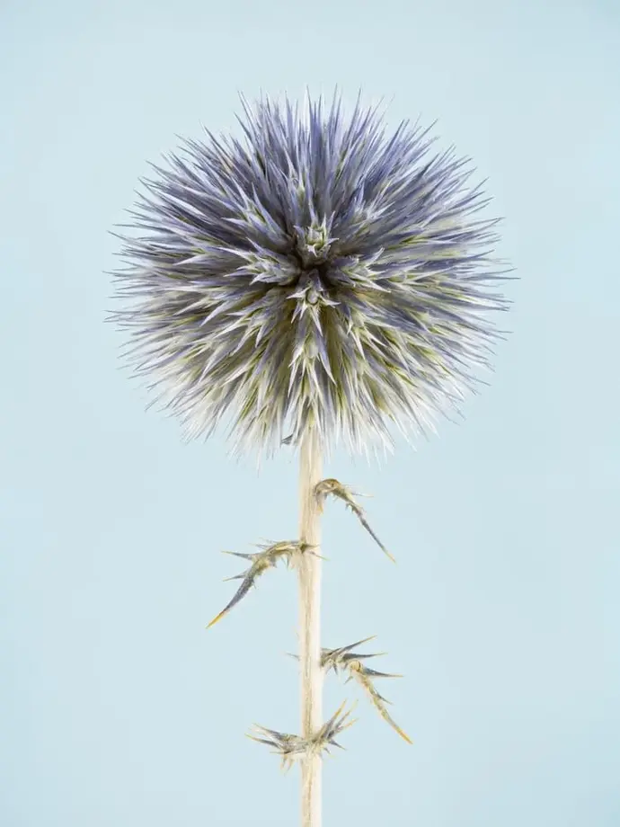 Photographie d'un chardon bleu ou azurite en studio sur un fond bleuté