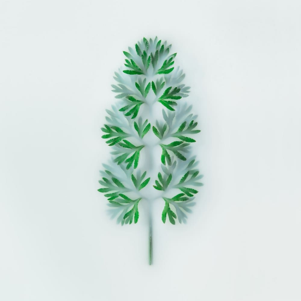 Végétal en semi-immersion Photographie d'un végétal en semi-immersion dans un liquide laiteux