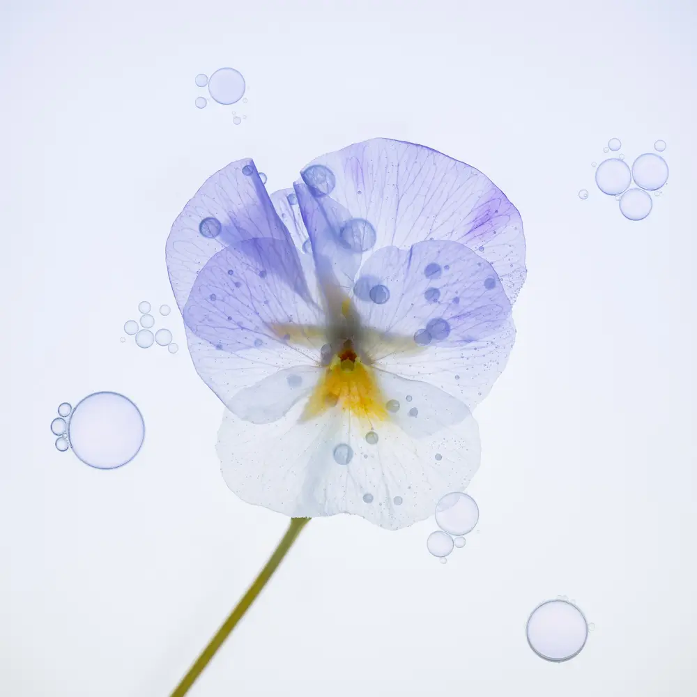 Fleur de pensée transparente flottant sur l'eau Photographie d'une feur de pensée à moitié transparente flottant sur l'eau avec des bulles autour