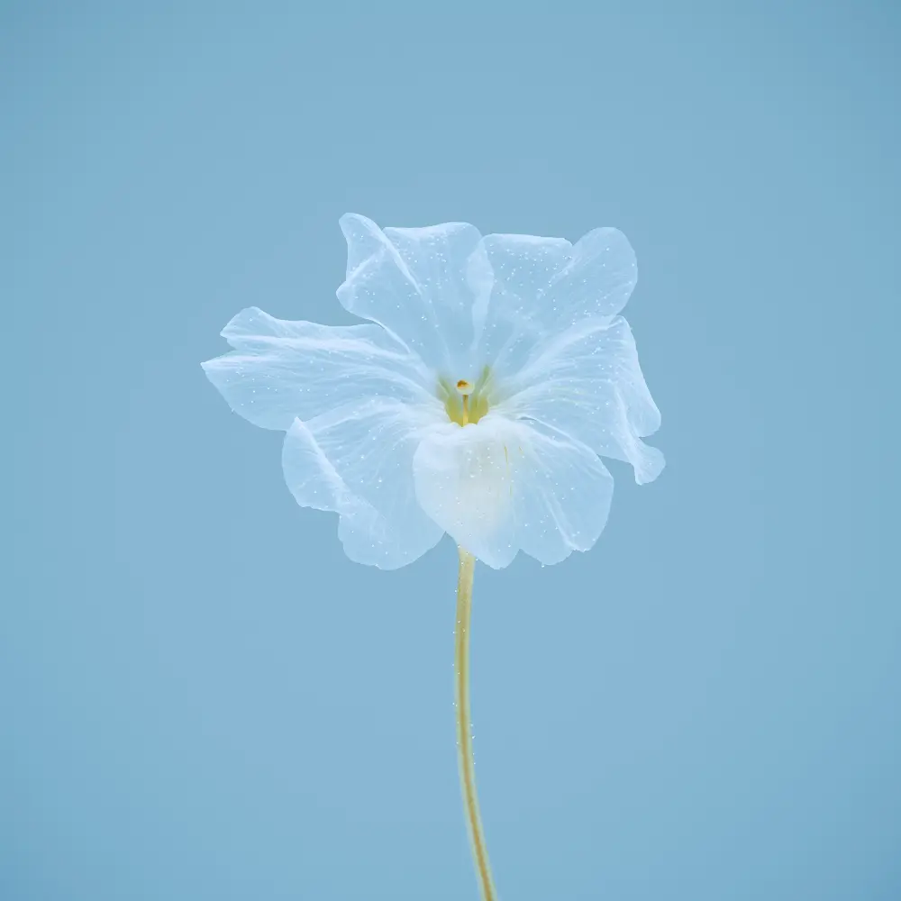 Fleur transparente en immersion Photographie d'une fleur transparente en immersion sur fond bleu