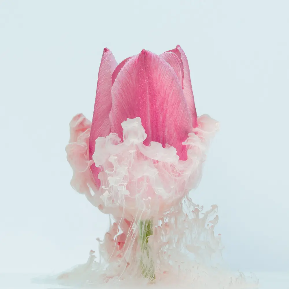 Tulipe en immersion Photographie d'une tulipe en immersion avec de la fumée colorée autour