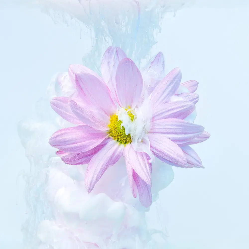 Fleur rose en immersion Photographie d'une fleur rose en immersion avec de la fumée rose pâle autour