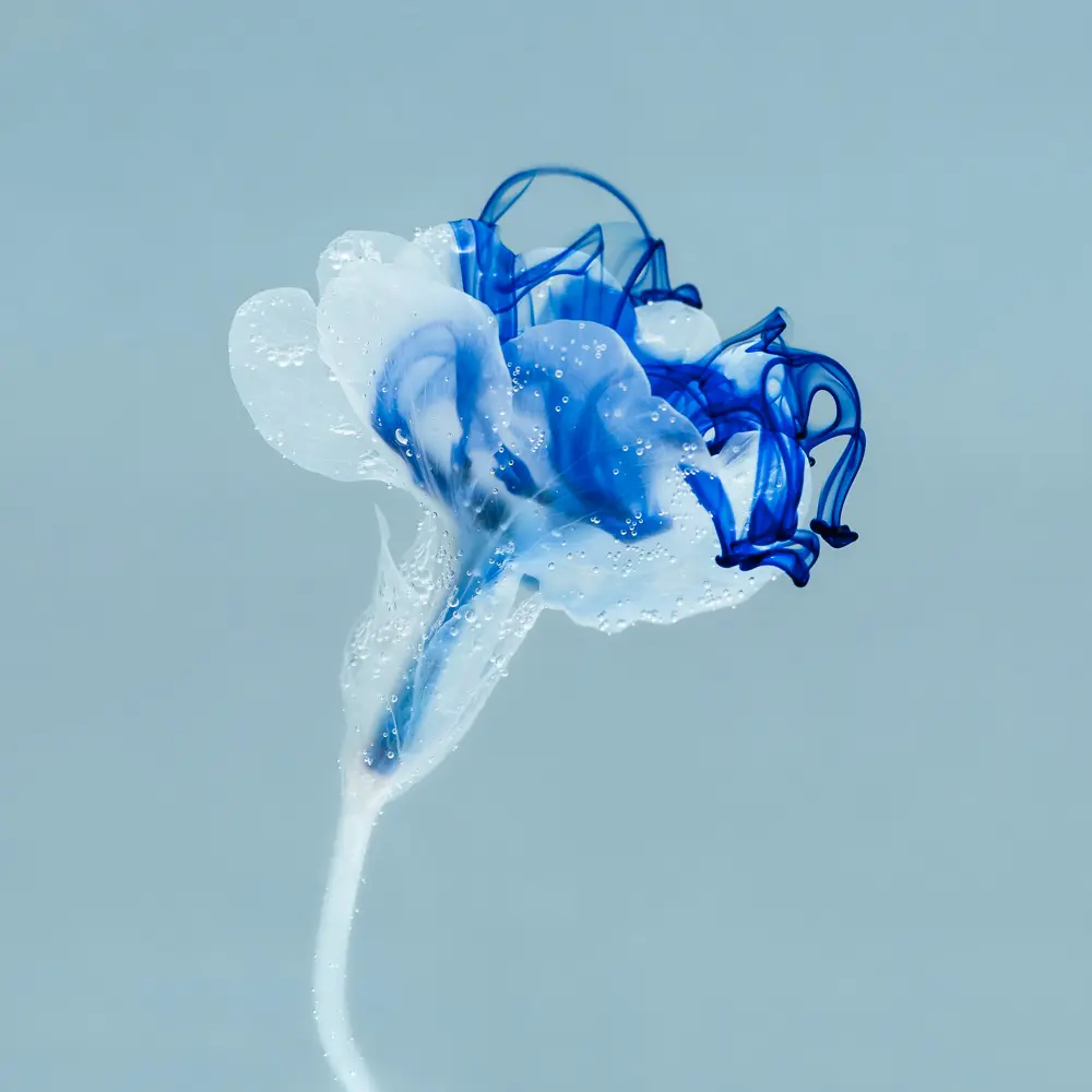 Fleur transparente en immersion Photographie d'une fleur transparente sur fond gris bleuté avec de l'encre bleu autour