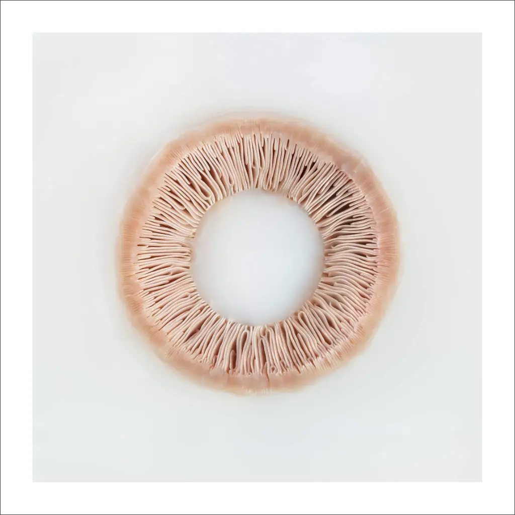 still-life-champignon.webp