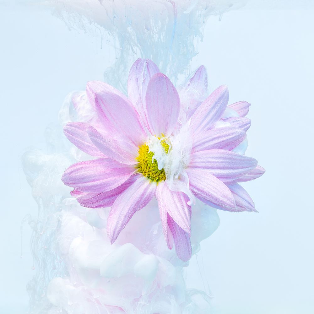 Immersion florale II