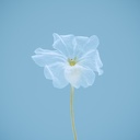 Laedi flos