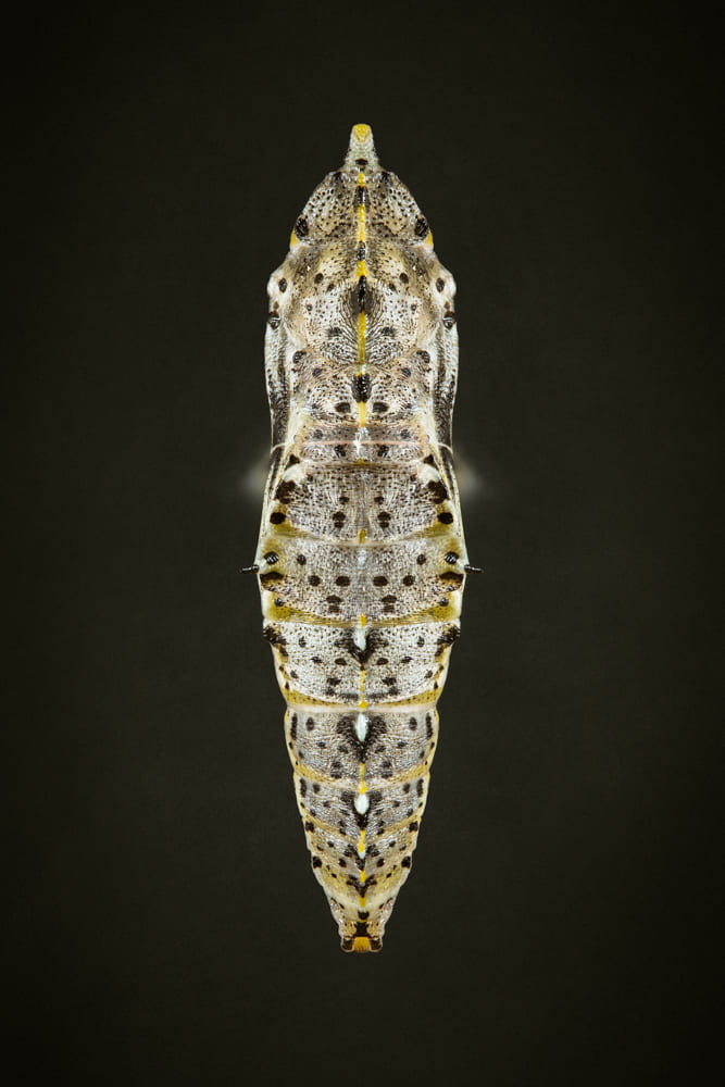 Chrysalide de la Piéride du chou