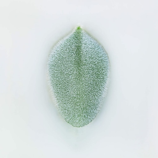Echeveria pulvinata