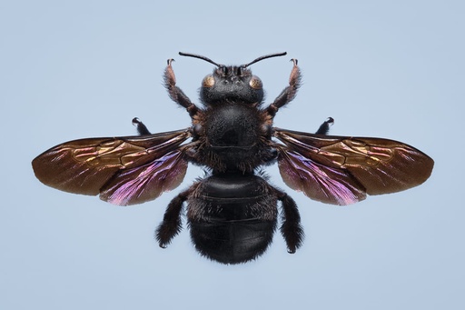 Xylocope violet